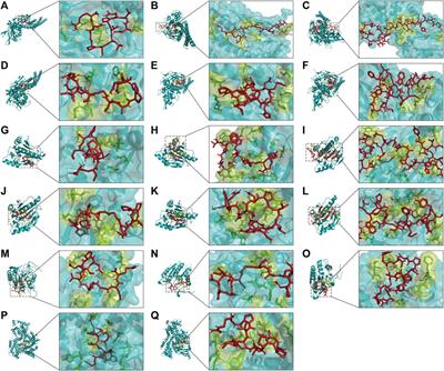 Exploring the immunomodulatory effects and mechanisms of Xinjiang fermented camel milk-derived bioactive peptides based on network pharmacology and molecular docking